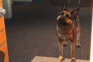 Dogmeat in Fallout 4 ( Image via Bethesda)